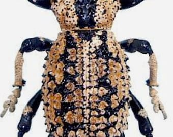 Hoplia Coerulea One Real Metallic Blue Scarab Beetle Unmounted