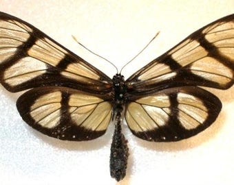 1 A-1 Thyridia psidii Peru Real Clearwing Butterfly