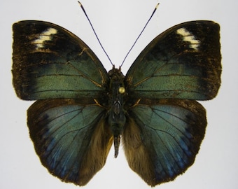 1 A-1 Bebearia barce Cameroon Real Butterfly
