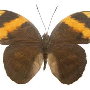 May include: A butterfly with brown wings, each featuring a prominent patch of yellow and black near the top. The butterfly's body is a darker brown, and it is set against a plain white background.