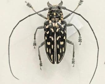 1 A-1 Stellognatha maculata Male 40mm Madagascar Longhorn Beetle, Real Unmounted Beetle