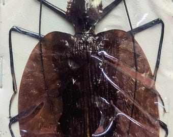 1 A-1 Mormolyce phyllodes 65mm Real Ground Beetle