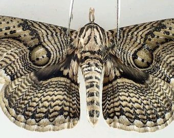 1 A-1 Brahamaea wallichii Vietnam Saturn Moth