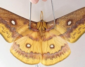 Saturnidae: A-1 Saturnia rhodonia  North Vietnam Yen Bai Saturn Moth Unmounted Dried Wings Closed