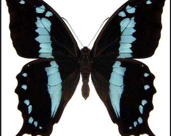 1 A-1 Papilio oribazus  Real butterfly, unmounted