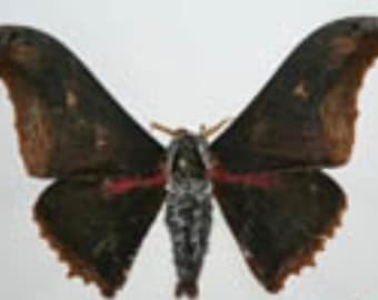 Saturnidae: A-1 Micragone neonubifera Polilla Alas secas sin montar Cerradas Entomología Taxidermia Obra de arte