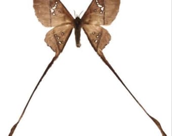1 A-1 Eudaemonia trogiophylla 180mm/7" Cameroon Saturn Moth Unmounted Dried Wings Closed Entomology