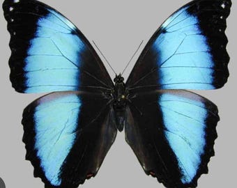 1 A-1 Morpho deidamia 'The Scarce Morpho' Real butterfly Unmounted Wings Closed