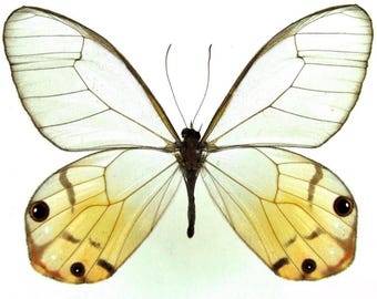1 A-1 Haetera piera Peru Real Glass Wing butterfly