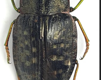 Megasoma elephas 巨大なカブトムシ メキシコ - MX、昆虫アート