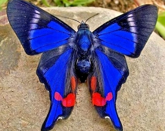 1 A-1 Rhetus periander Peru Echte vlinder