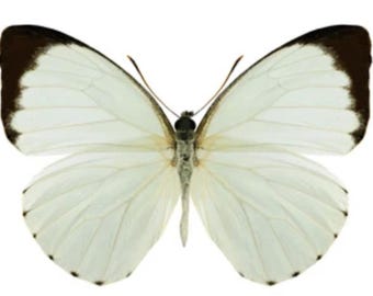 1 A-1 Nepheronia thalassina Cameroon Real butterfly