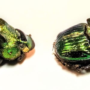2 démons Phanaeus de A-1 mm, 1 majeur et 1 mineur, 17 mm, forme verte, oeuvre d&#39;art entomologique de coléoptère du Guatemala
