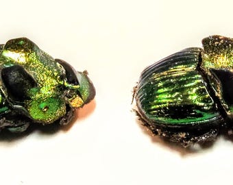 標本 Mexico Phanaeus demon demon 21mm 20mm 標本 Mexico Phanaeus demon demon 21mm 20mm BicBugs Phanaeus