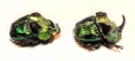 2 A-1mm Phanaeus Demon 1 Major & 1 MINOR 17mm Male Scarab Beetles