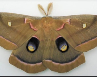1 A-1 Antheraea polyphemus moth Captive Reared Silk Moth