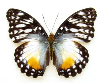 1 A-1 Cymothoe beckeri Female Becker’s creamy yellow glider CAMEROON Real butterfly