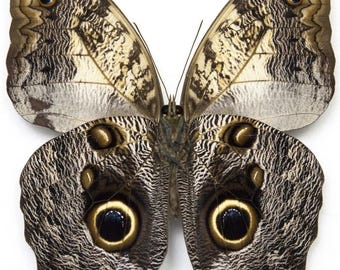 1 A-1 Caligo telamonius telamonius Peru Echte Riesen Eule Schmetterling, unmontiert
