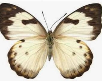 1 A-1 Pierinallis viardi Peru Real butterfly