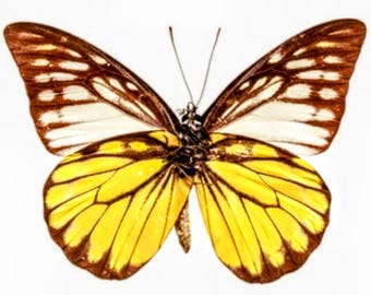 May include: A yellow butterfly with brown and white markings on its wings. The butterfly is in flight with its wings spread wide.