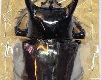 2 A-1 Mesotopus Regius 74mm Cameroon Male/female Lucanid Stag