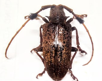 1 A-1 Aristobia horridula 34mm Longhorn Beetle, Real Unmounted Beetle