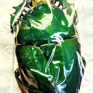 1 A-1 Mecynorrhina torquatas 73 mm Cameroun Fleur mâle Scarabée vert, vrai gros coléoptère, entomologie