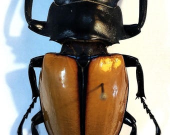 Odontolabis lacordairei 47mm, Large Lucanid Stag Beetle, Real Unmounted Beetle