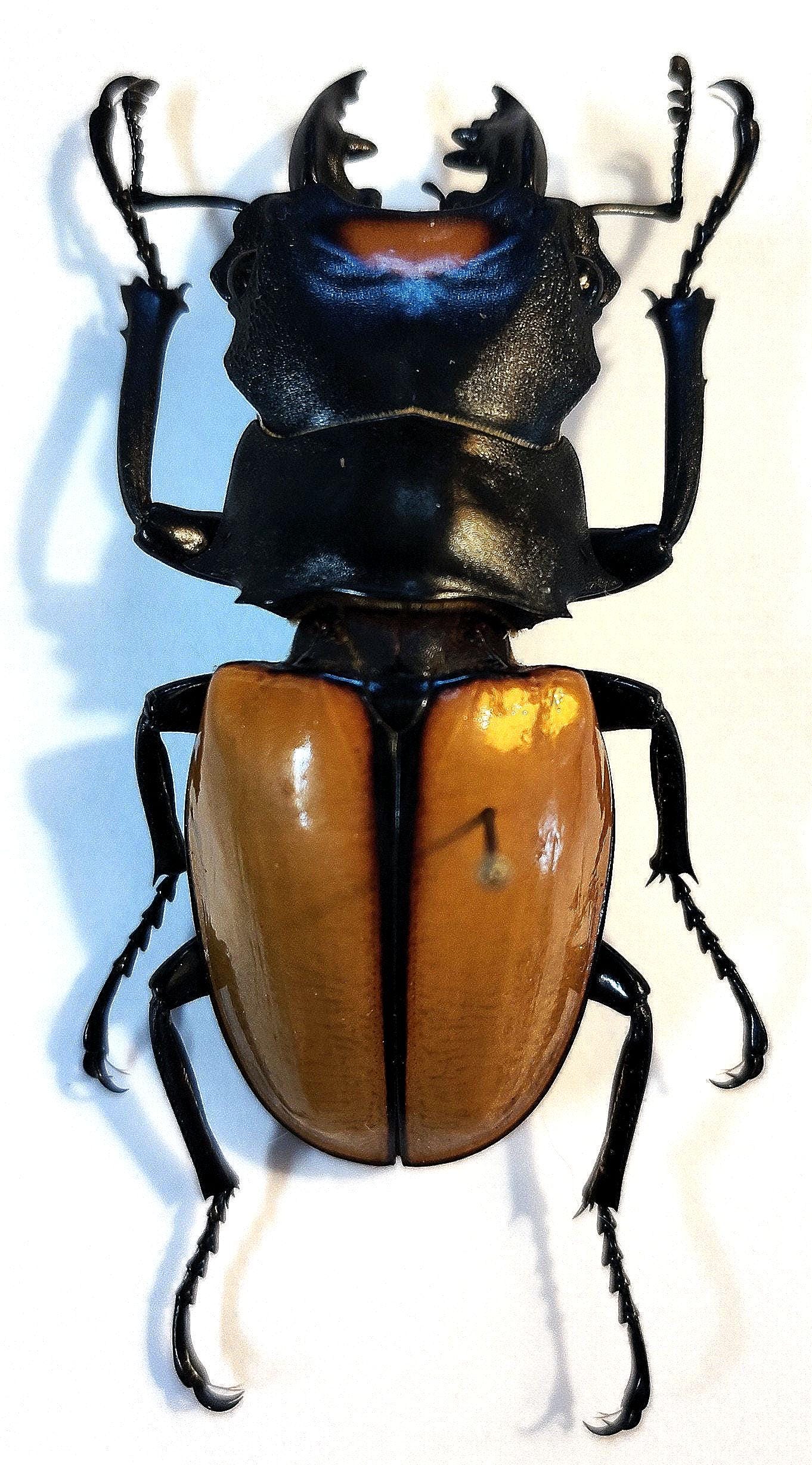 Odontolabis Lacordairei 47mm, Large Lucanid Stag Beetle, Real