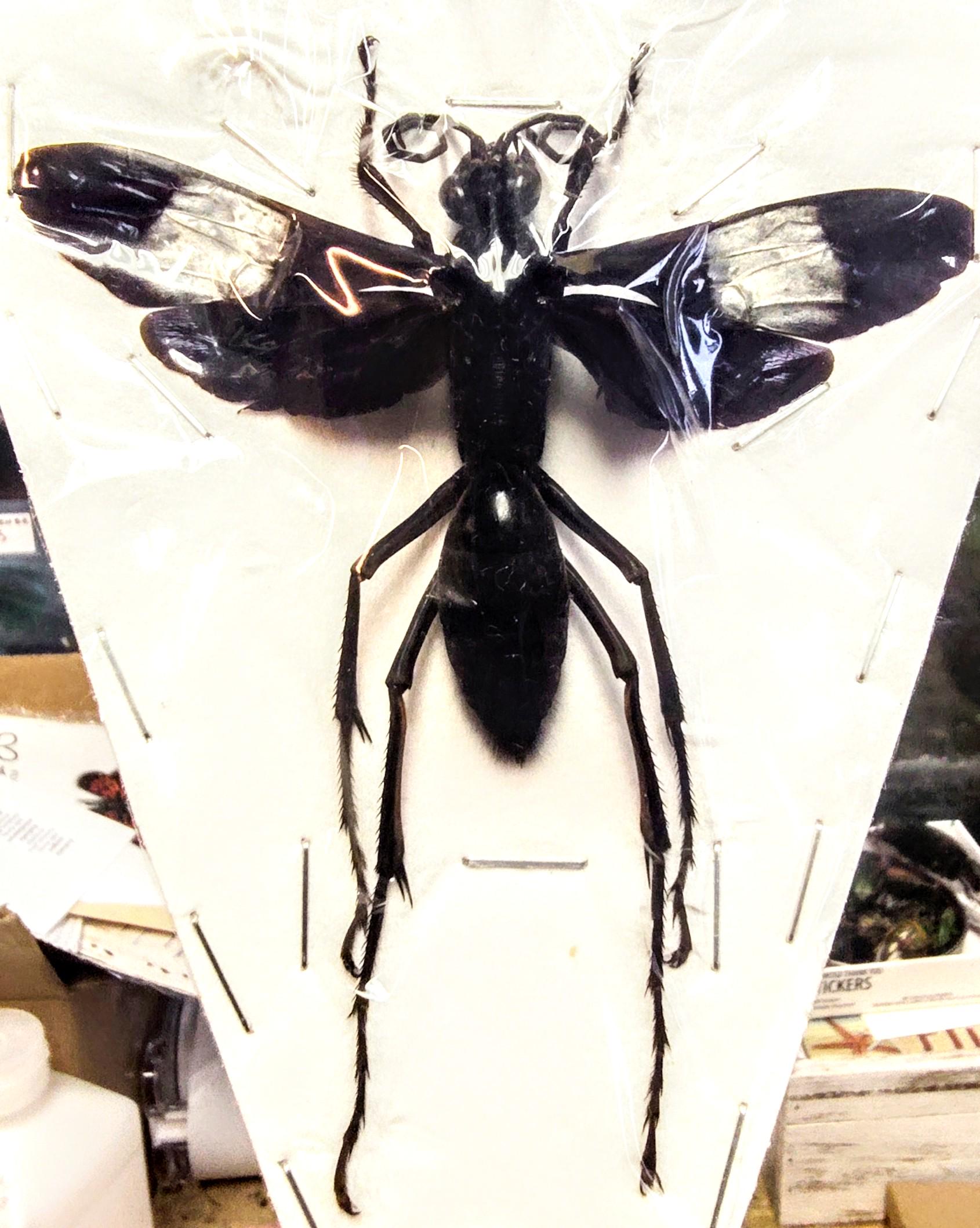 1 A-1 Giant Tarantula Hawk Wasp (hemipepsis Speculifer Diselene