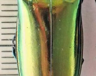1 A-1 Campsosternus auratus Click Beetles, Elaterdae Unmounted Real Beetle Entomology Artwork