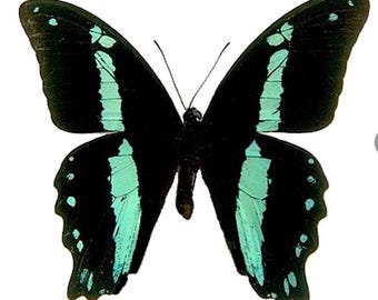 1 A-1 Papilio nireus Cameroon Real butterfly