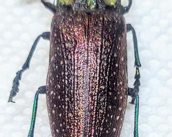 1 A-1 Lampropepla rothschildi 44mm Jewel Beetle Madagascar Real Beetle Entomology Artwork