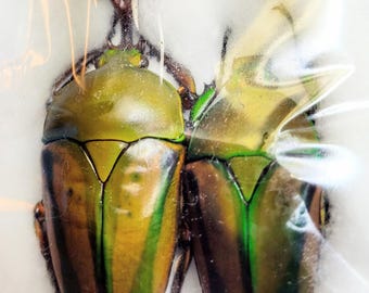 1 A-1 Pair Eudicella gralli 50mm Cameroon Real Flower Beetle