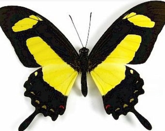 1 A-1  Papilio torquata Swallowtail Peru Real butterfly