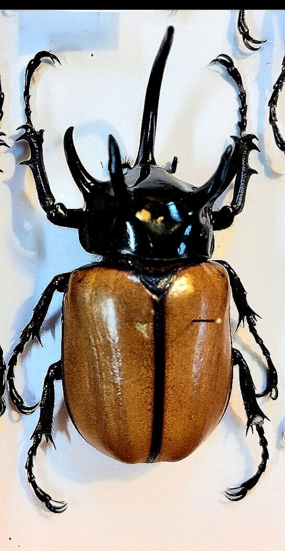 「高評価！」注目のレビュ Eupatorus A-1 1 Grallicornis, Beetle Rhinoceros Horned 5 小物・アクセサリー