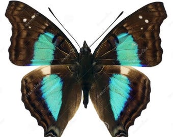 1 A-1 Doxocopa cherubina Peru Real butterfly
