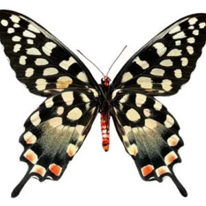 Könnte beinhalten: Ein Schmetterling mit schwarzen Flügeln, die weiße Flecken und Muster aufweisen, mit orangefarbenen Akzenten an den unteren Flügelrändern und einem segmentierten Körper mit roten und schwarzen Markierungen, ausgebreitet auf weißem Grund.