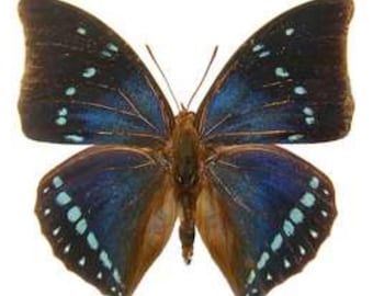 1 A-1 Charaxes zelica Cameroon Real butterfly Rare