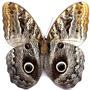 1 A-1 Caligo placidianus Costa Rica Real Giant Owl butterfly, unmounted