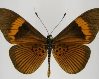 1 A-1 Acraea consanguine Kamerun Echter Schmetterling