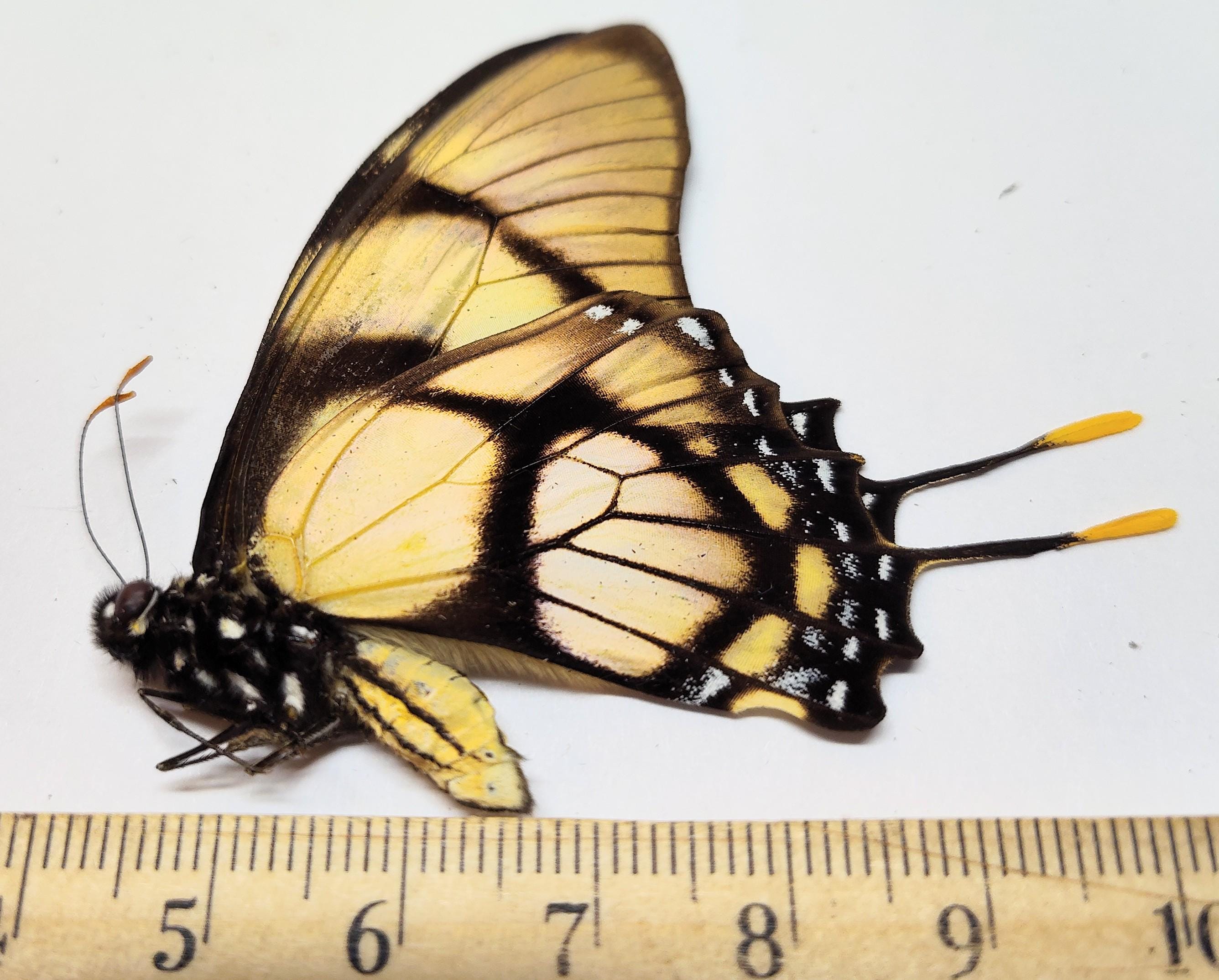 1 A-1 Eurytides Dolicaon Deileon Tingo Maria,peru Real Butterfly