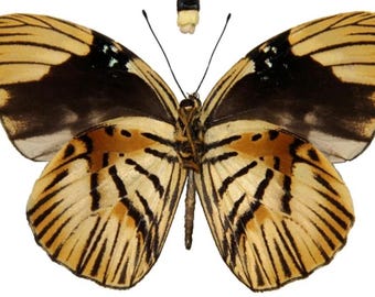 1 A-1 Hewitsonia boisduvalii Cameroon Real butterfly