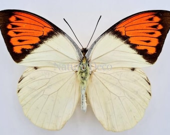 1 A-1 Hebomoia glaucippe Orange/White Real butterfly