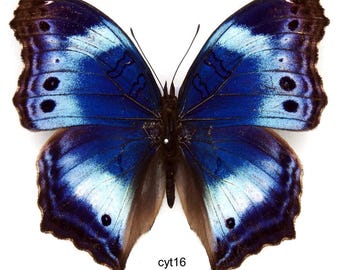 1 A-1 Salamis cytora Ghana Real butterfly