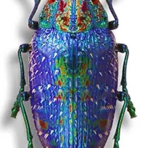 Puede incluir: Primer plano de un escarabajo joya con colores iridiscentes azules, verdes y rojos. El escarabajo tiene patas largas y delgadas y antenas.