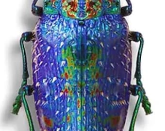 標本 Cameroon Stephanocrates prussie 50mm 2 A-1 Stephanocrates Preussi 46mm Cameroon Real Unmounted Beetle