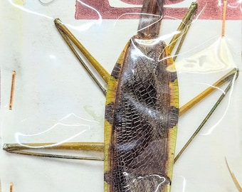 1 A-1 Mantis religiosa africana 111 mm Camerún