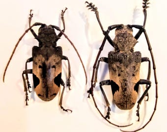 標本 Sternotomis mathildae 26mm 28mm 標本 Sternotomis mathildae 26mm 28mm Sternotomis mathildae