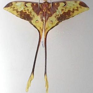 Ceranchia apollina - Etsy 日本
